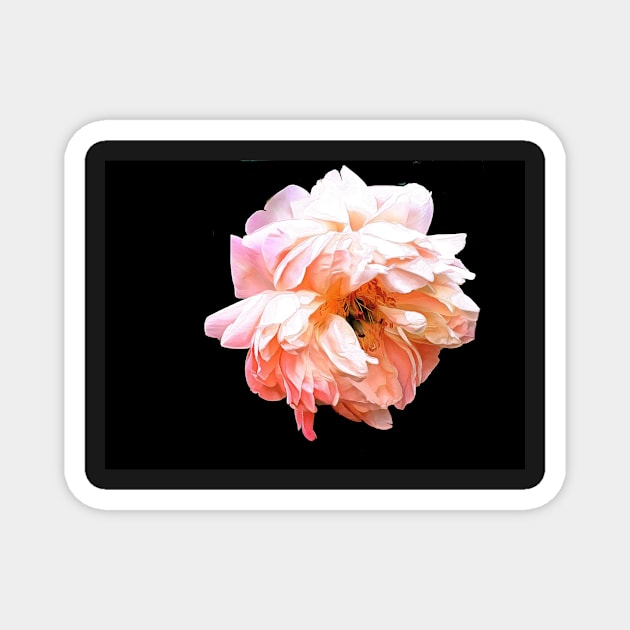 Light Peony on a Black Background Magnet by SeaChangeDesign