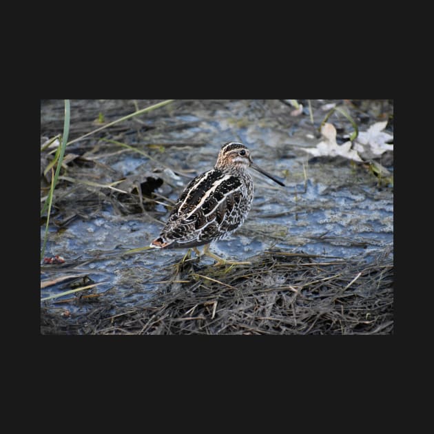 Wilson's snipe  by ToniaDelozier