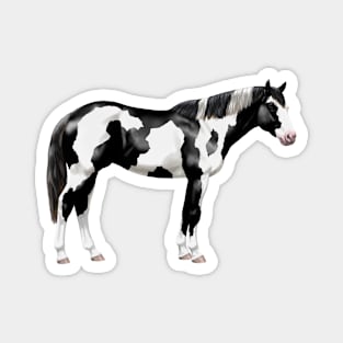 Black Pinto Tovero Paint Horse Magnet