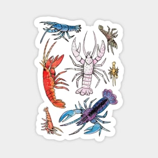 Colorful Aquatic Crayfish Species in Watercolor painting Magnet