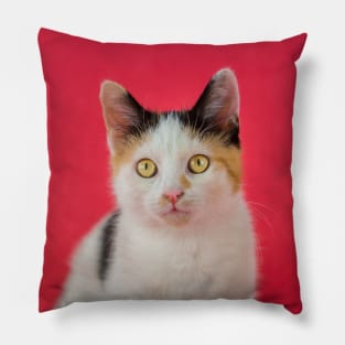 kitten on pink Pillow