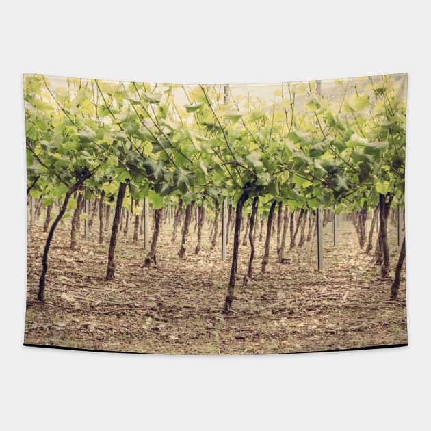 Vineyard Tapestry by Debra Cox 