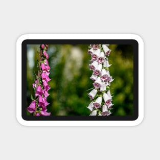 Purple and white foxgloves Magnet