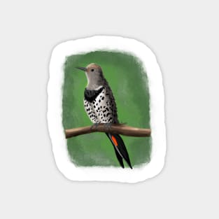 Northern Flicker Magnet