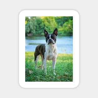 Meryl the Boston Terrier Magnet