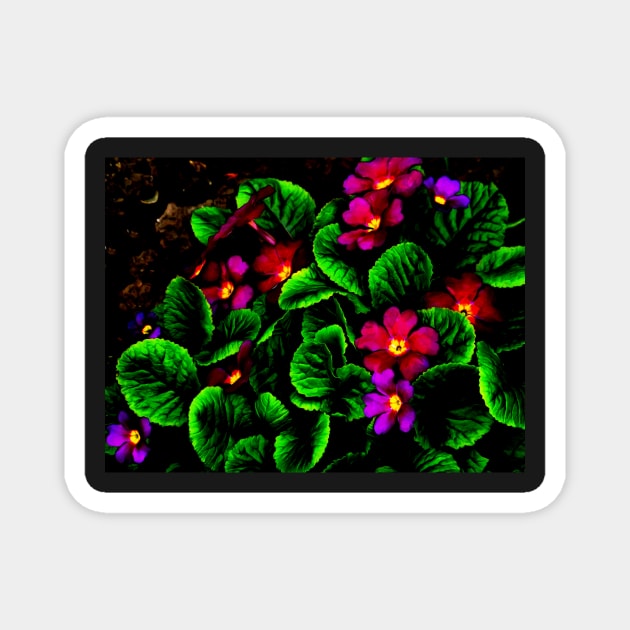 The Moody Primrose Magnet by PictureNZ