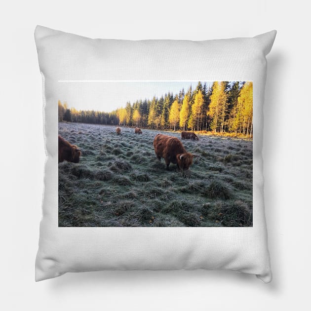 Scottish Highland Cattle Cows 1829 Pillow by SaarelaHighland