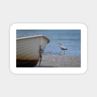 White-faced heron juvenile at waters edge beyond bow of boat Magnet