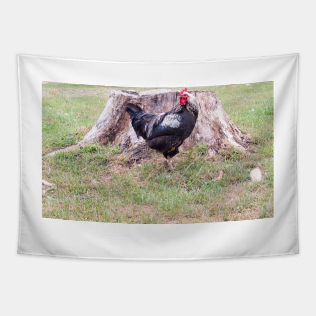 11515 cocks Tapestry by pcfyi