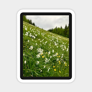 A Field of Blooming Narcissus Magnet