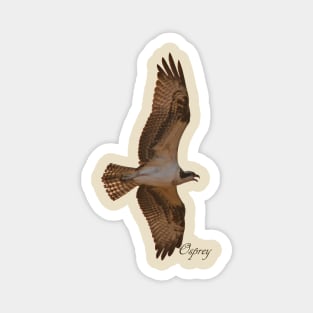 Osprey in Flight Magnet