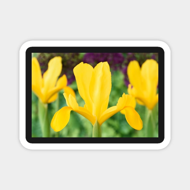 Iris  &#39;Golden Beauty&#39; Magnet by chrisburrows