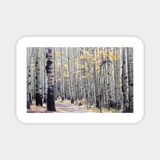 Aspens Magnet