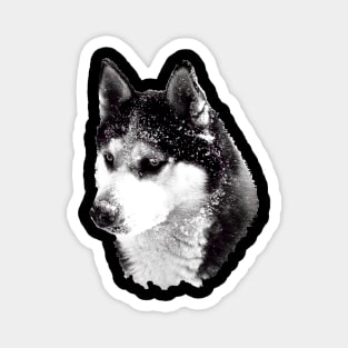 husky head - black-and-white Magnet