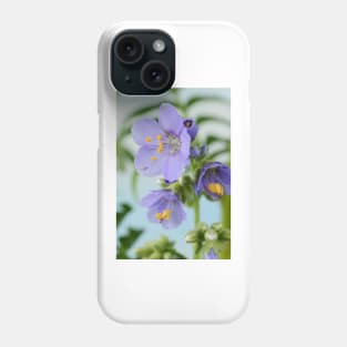 Polemonium  &amp;#39;Blue Pearl&amp;#39;  Jacob&amp;#39;s ladder Phone Case