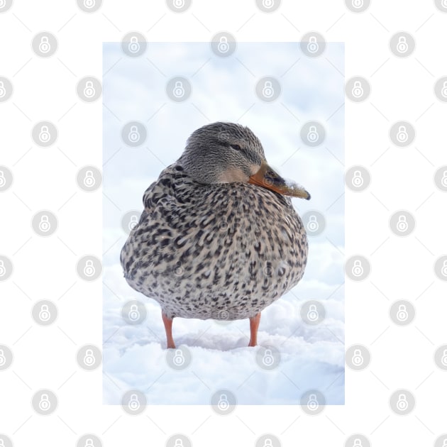 Duck in snow by SDym Photography