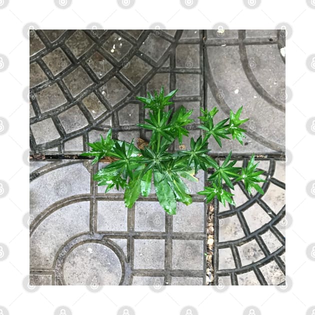 Culantro herb grass on the pavement background by FOGSJ