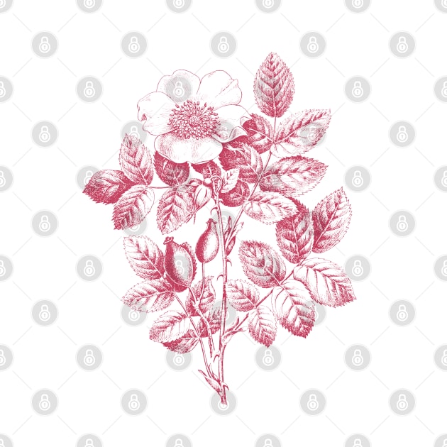 Wild Rose Monochrome Illustration by Biophilia