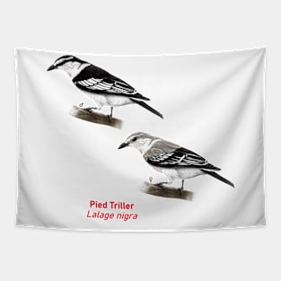 Pied Triller | Lalage nigra ⚥ Tapestry