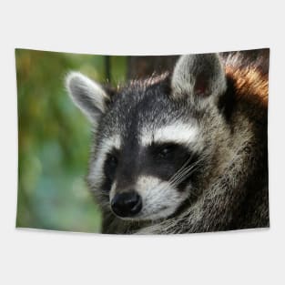 Raccoon 001 Tapestry