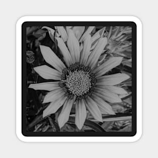 Black Gazania Flower Mercury Magnet