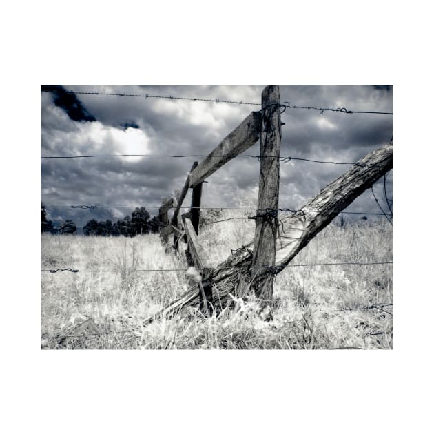 Barbed-wire Fence by Naomi Frost