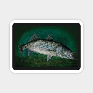 Striped Bass in Blue Green Depths, Ocean Fishing Magnet