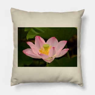 Pink lotus flower Pillow