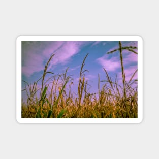 Golden Corn Field Magnet