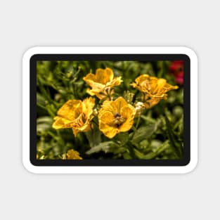 Nemesia Sundrops Magnet