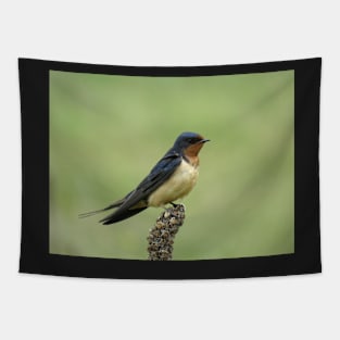 Barn swallow (Hirundo rustica) in Colorado Tapestry