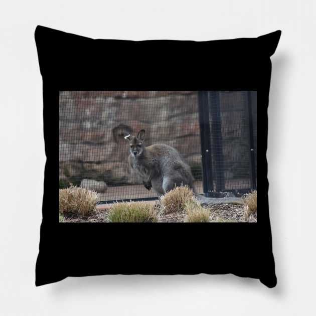 Wallaby Pillow by MarieDarcy