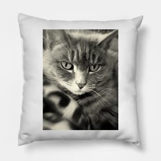 Kitteh Gets Her Daydream On Pillow