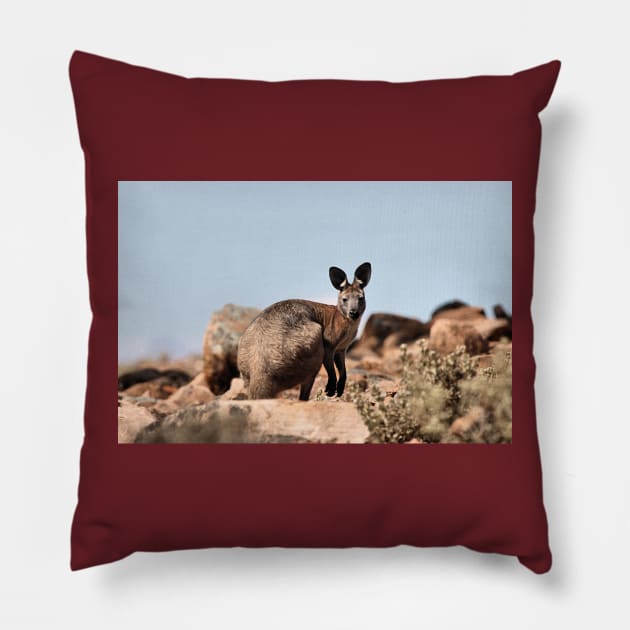 Western Grey Kangaroo Pillow by Carole-Anne