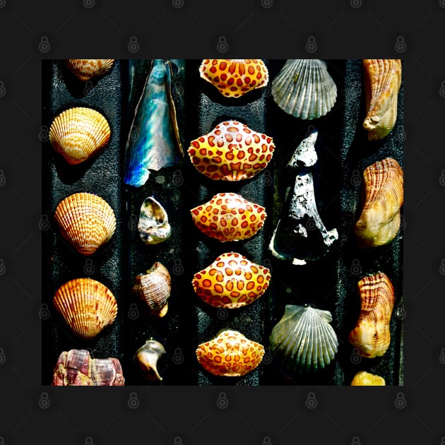 Gulf Coast Shells by somekindofguru