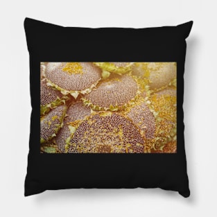 Mature sunflowers background Pillow