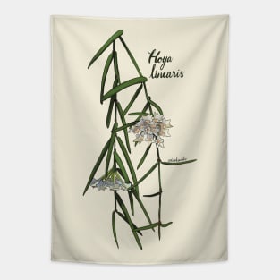 Hoya linearis in bloom Tapestry