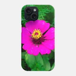 Blooming mature pink zinnia flower Phone Case