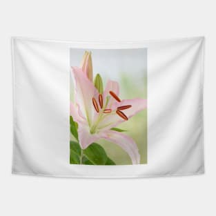 Lilium  Lily Tapestry