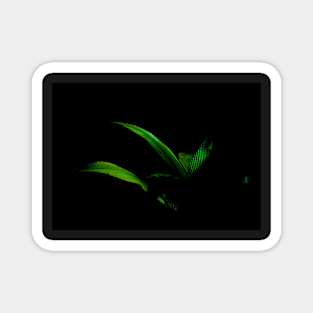 Bright green palm frond caught in sun against black background Magnet