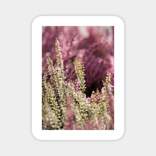 Common Heather Magnet