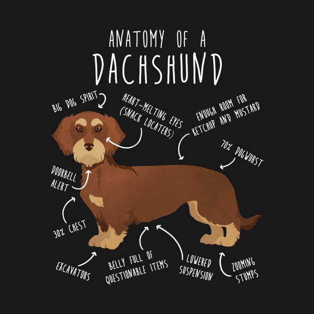 Red Wirehaired Dachshund Dog Anatomy by Psitta