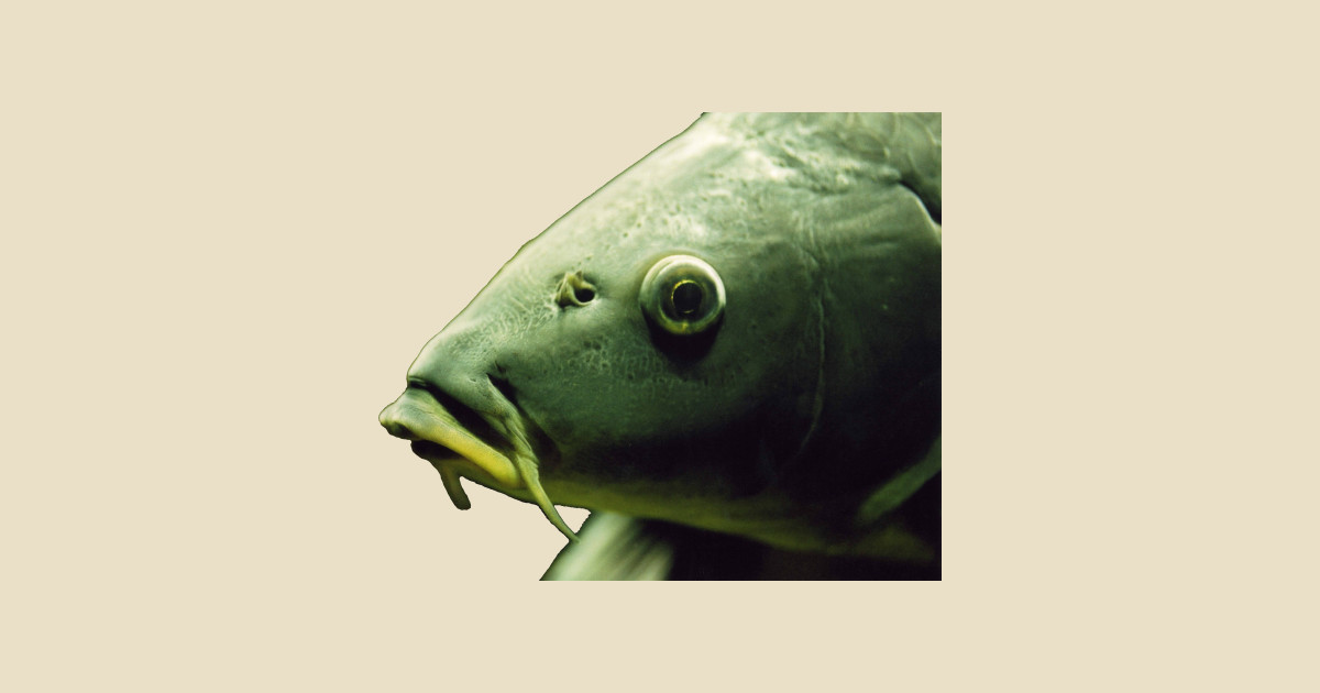 Bob the Fish Fish TShirt TeePublic