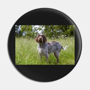 Standing in a meadow Spinone Pin