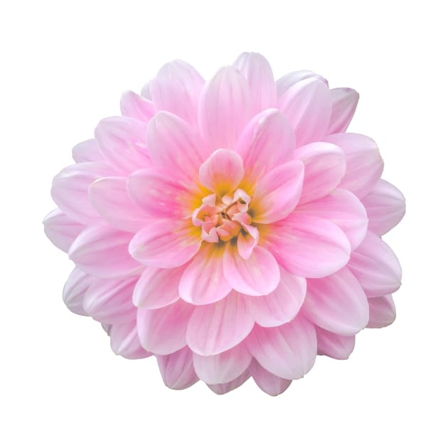 Beautiful Pink Dahlia Flower by mrdoomits