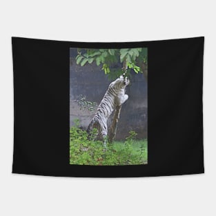 White Bengal Tiger Marking Territory Tapestry