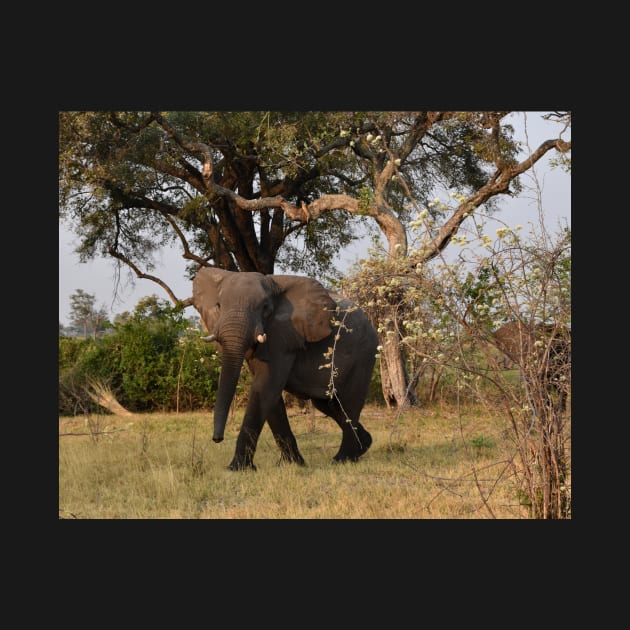 Young African Bull Elephant by Steves-Pics