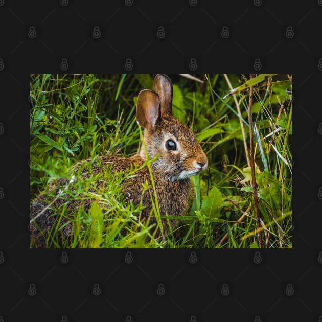 Cute Wild Bunny Hiding in the Grass Photograph by love-fi