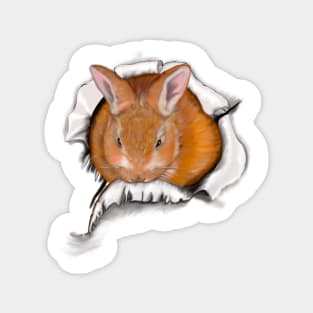 Ginger bunny rabbit bursting through hole   - cute ginger bunny rabbit white background Magnet