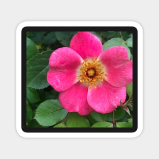 Radiant Pink Rock Rose Sweetness Magnet